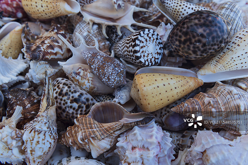 海南三亚贝壳图片素材