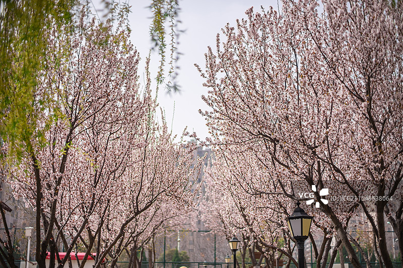 中国野生植物拍摄主题，绿化带园林里紫叶李，花栽培植物和盛开的花朵特写，户外白昼无人图像摄影图片素材