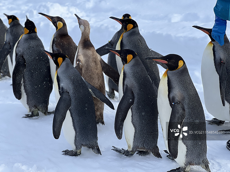 北海道旭川动物园企鹅图片素材