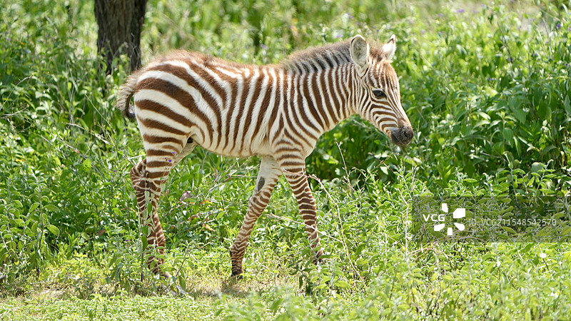 斑马宝宝图片素材