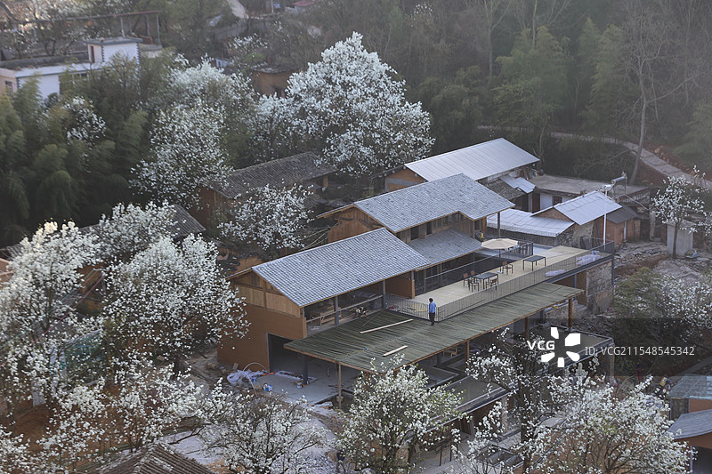 个旧哨冲的梨花图片素材