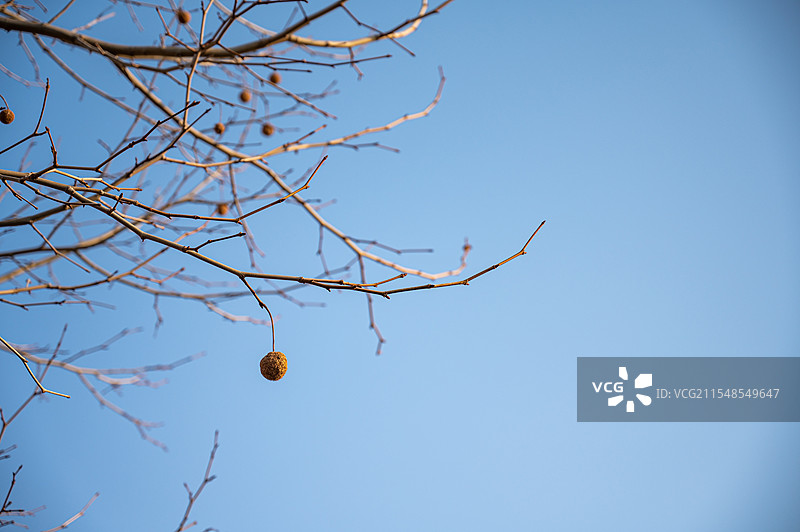 晴朗蓝天下的树梢俯视图图片素材