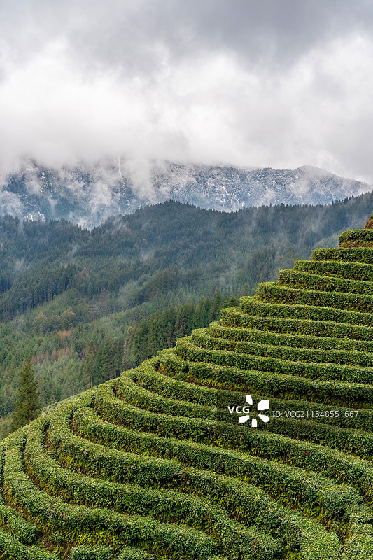 高山下梯田式的茶园图片素材