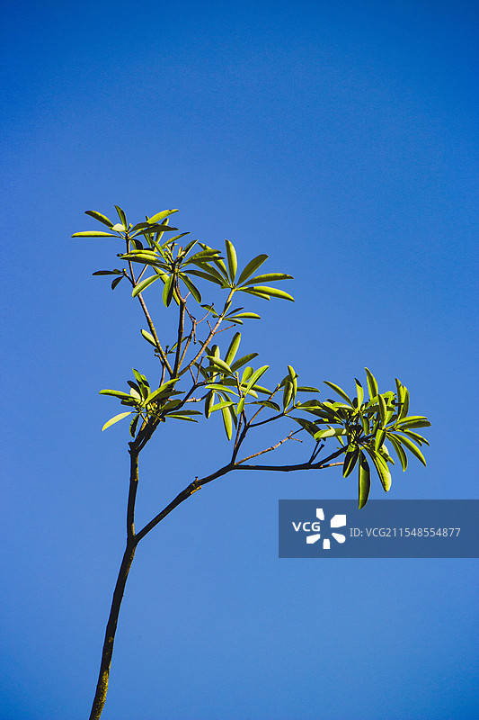 蓝天下的树枝特写图片素材