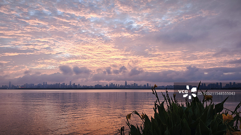 黄花与残阳图片素材