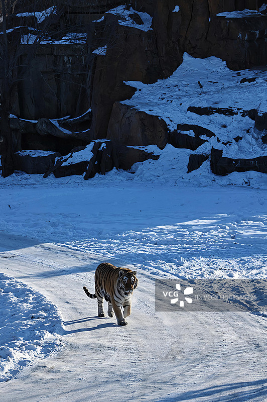 哈尔滨动物园的霸气东北虎图片素材