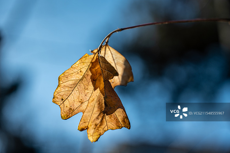 背景模糊的干枯树叶特写镜头图片素材