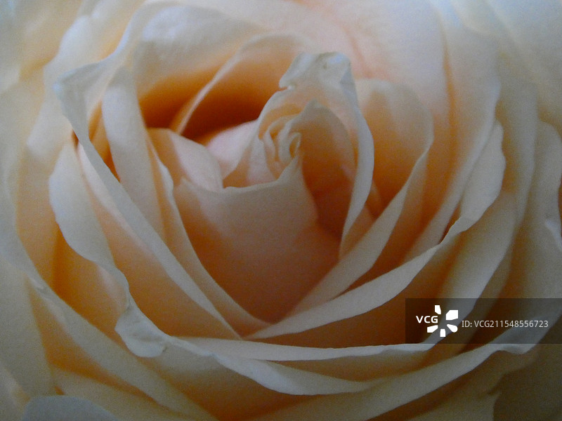 香槟玫瑰 特写图片素材