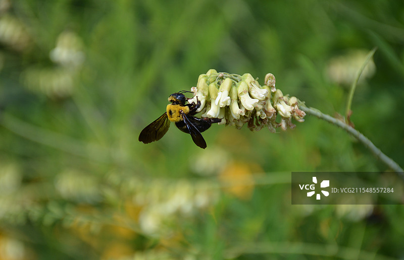 潍坊植物园 采集花粉的蜂图片素材