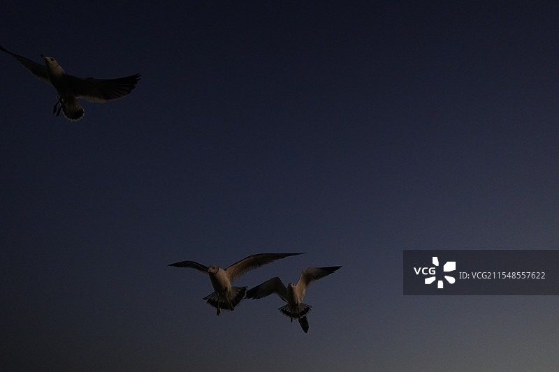 夜晚的海鸥图片素材