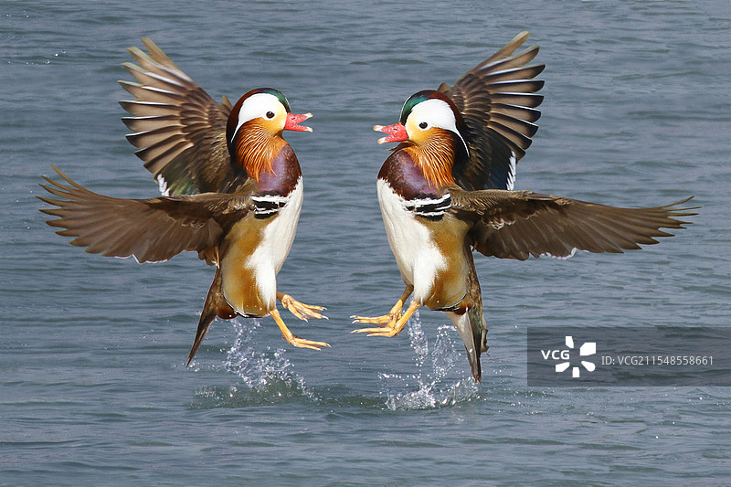 鸳鸯浴清澈的河流中，一对雄鸳哥俩在尽情的洗澡，好不快活……图片素材