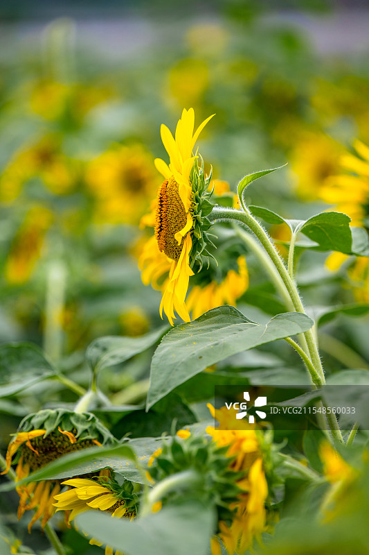 大片 向日葵 花海 成都 绕城绿道 瓜子 丰收种植基地图片素材