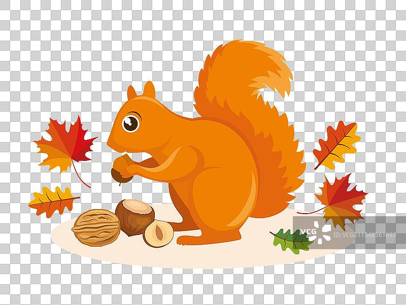 可爱的红松鼠与坚果和秋天的落叶图片素材
