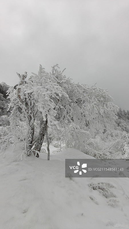 四川雅安王岗坪景区雪后银装素裹的树林小路图片素材