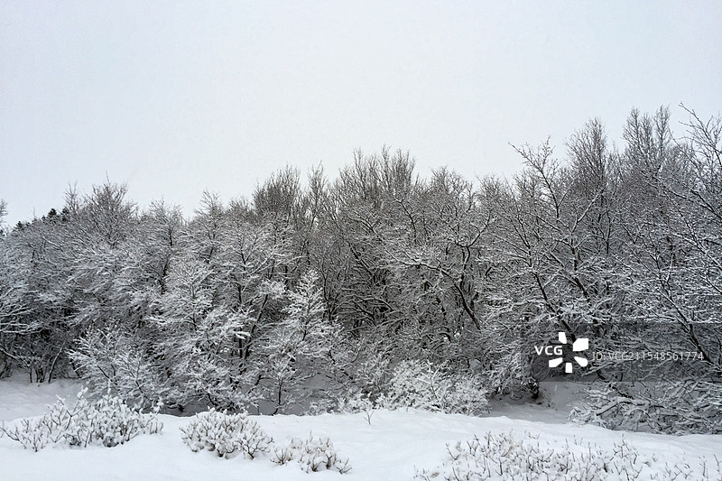 冬天冰岛的森林，布满了雪花图片素材