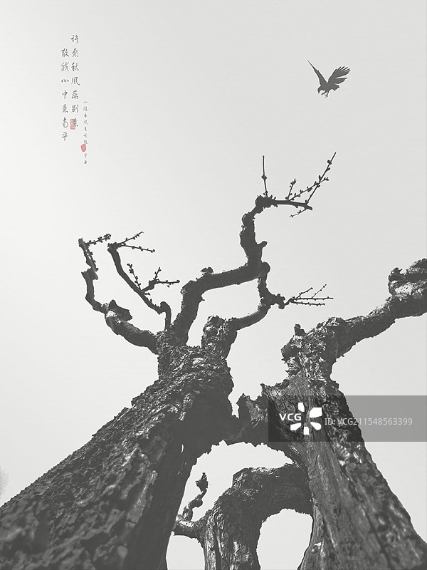 晴空下树木的低角度视图图片素材