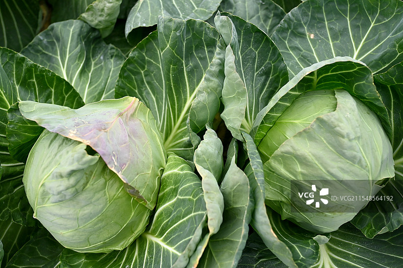 蔬菜基地成片的莴苣和包菜喜获丰收。图片素材