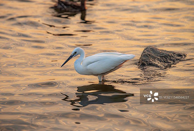 日落夕阳如精灵一般的白鹤在水中戏耍图片素材