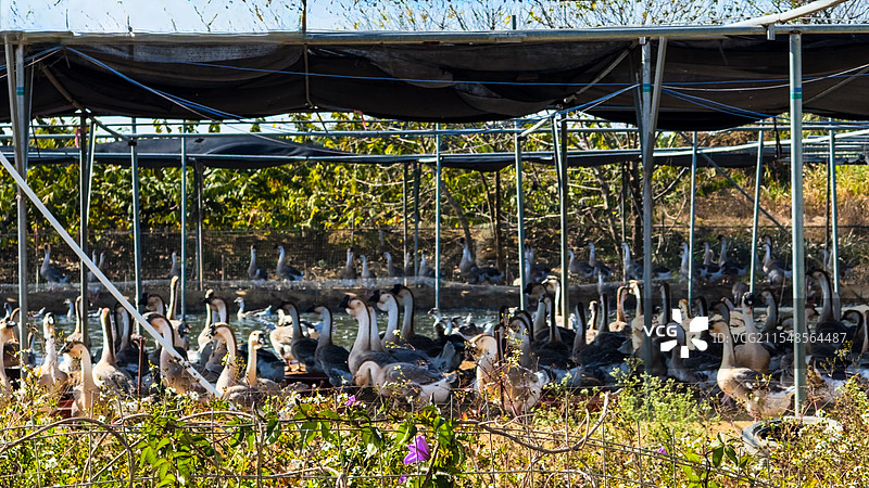 潮汕澄海狮头鹅养殖基地图片素材