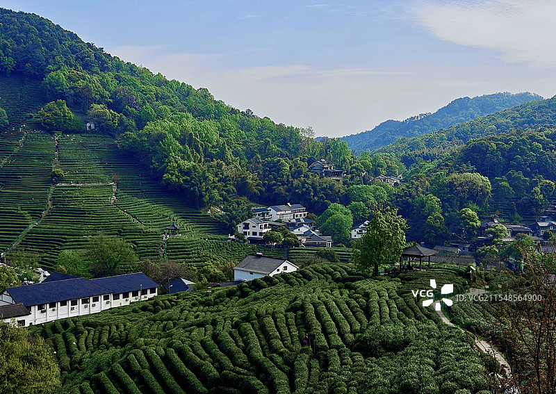 茶山之春图片素材