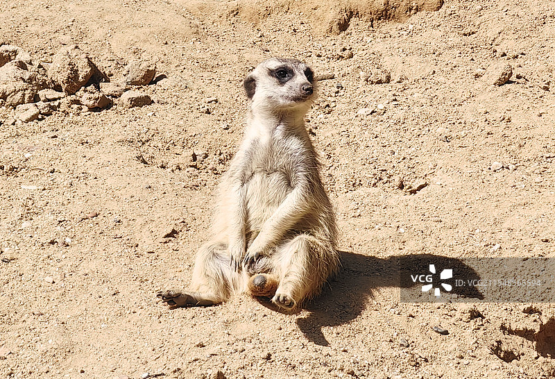 可爱的它图片素材