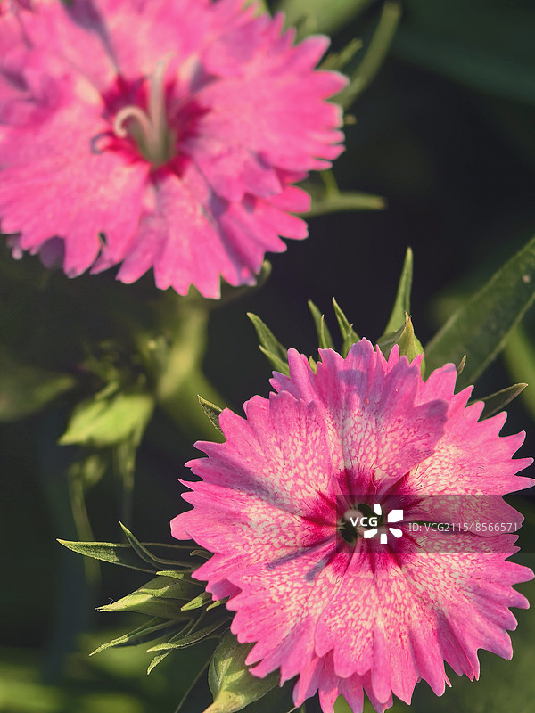 石竹花图片素材