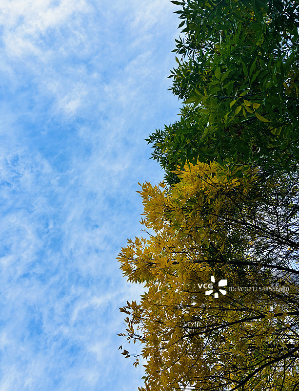 夏秋之交的树叶蓝天图片素材