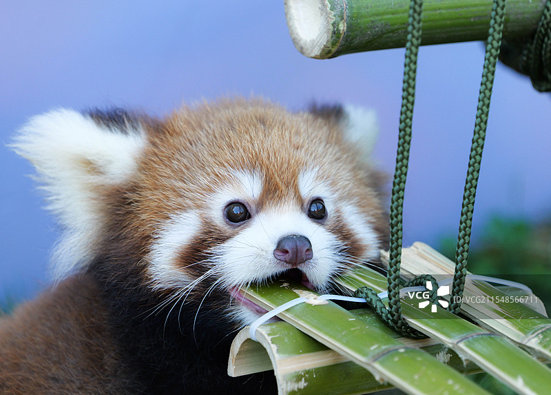 正在咬秋千的可爱小熊猫幼崽图片素材