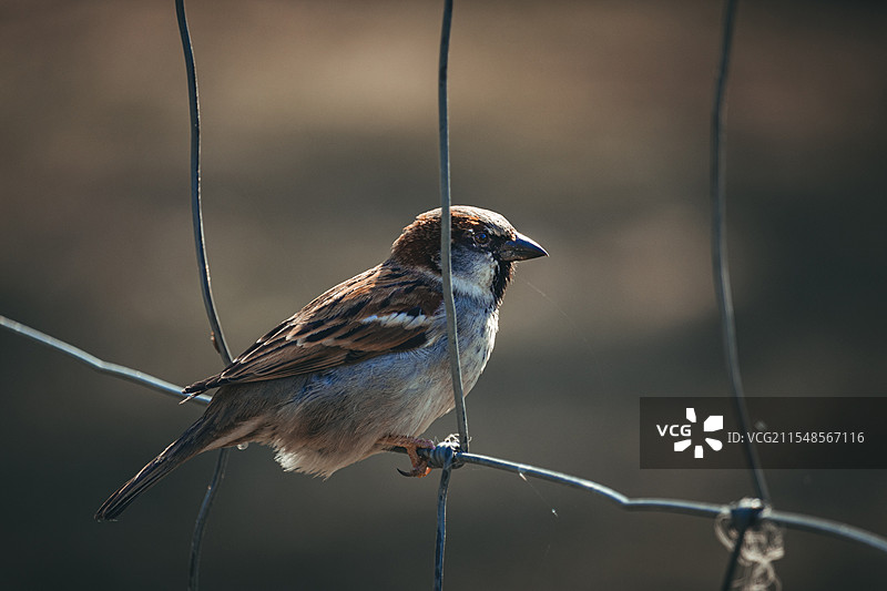 铁丝网麻雀鸟图片素材