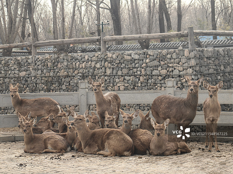 动物园里的鹿群图片素材