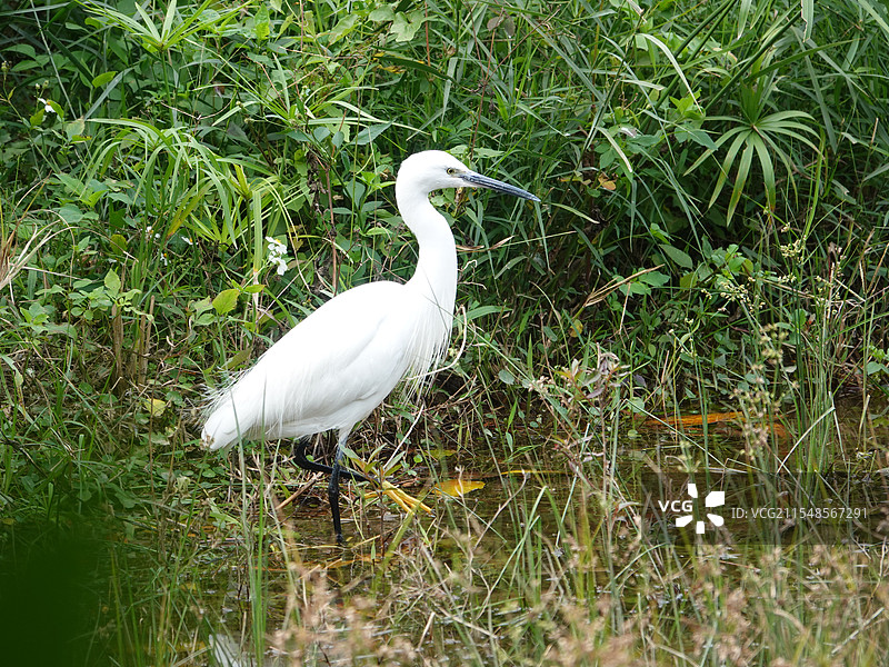 蓑羽飘飘的小白鹭图片素材