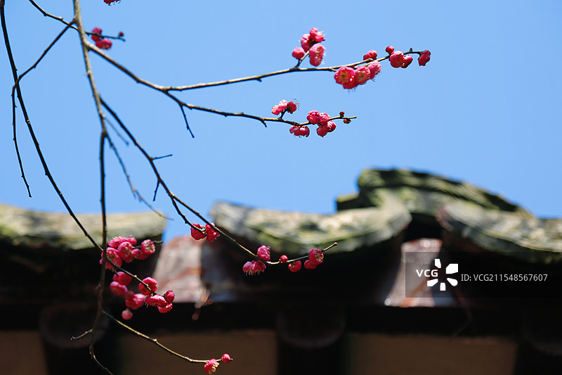 早春红梅花儿开图片素材