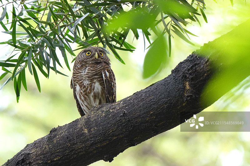 白天也出门的猫头鹰-斑头鸺鹠图片素材