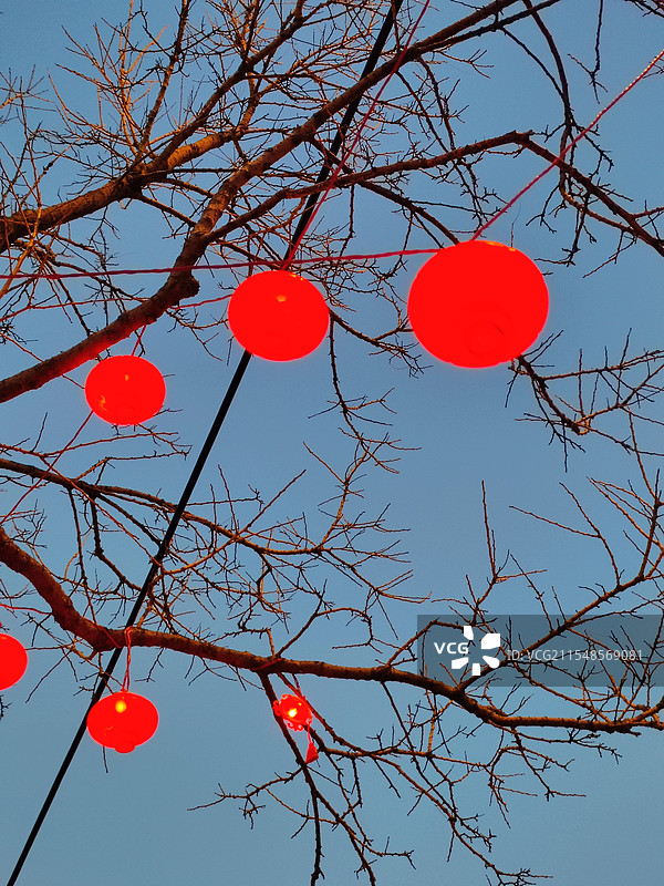枯枝与红灯笼，孤寂与热闹图片素材