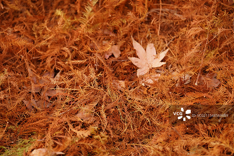 南京明孝陵红杉树叶落叶图片素材
