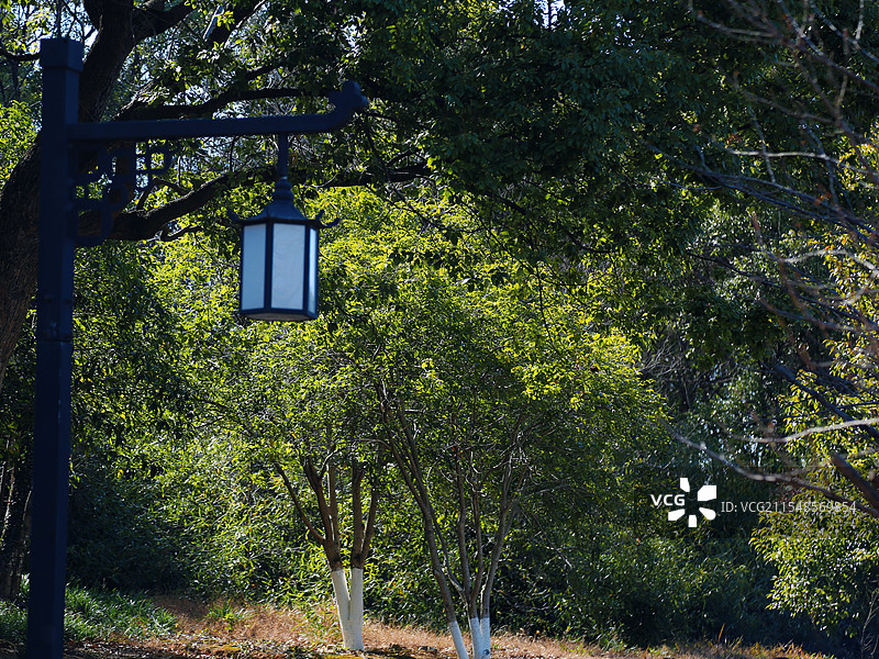 绿树中的一盏路灯图片素材