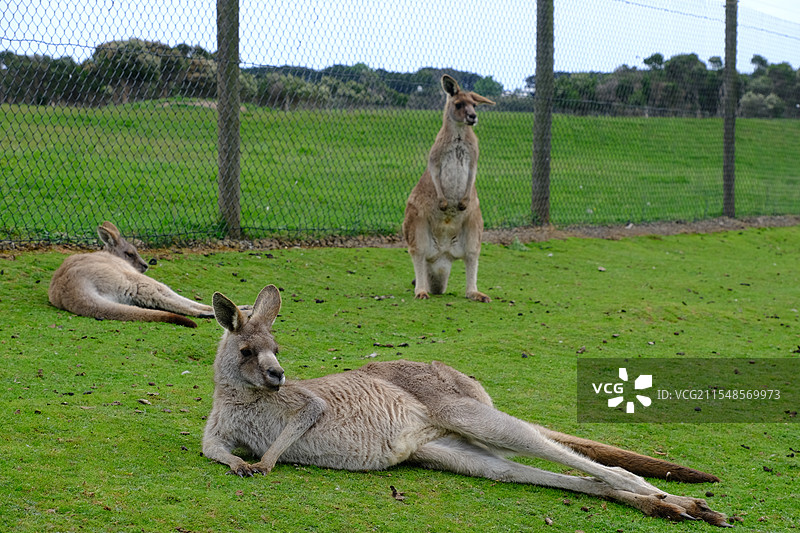 野生袋鼠图片素材