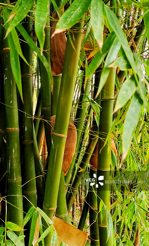 竹间光影图片素材