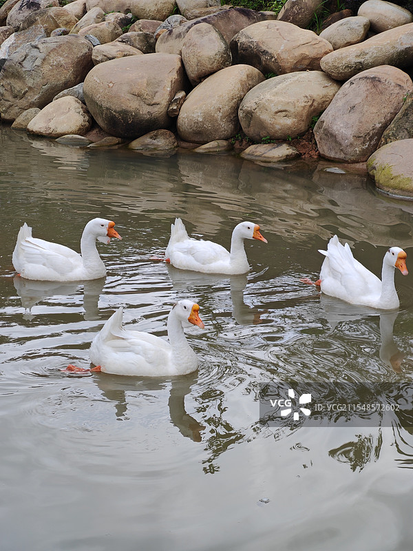 池塘里游动的大白鹅特写图片素材