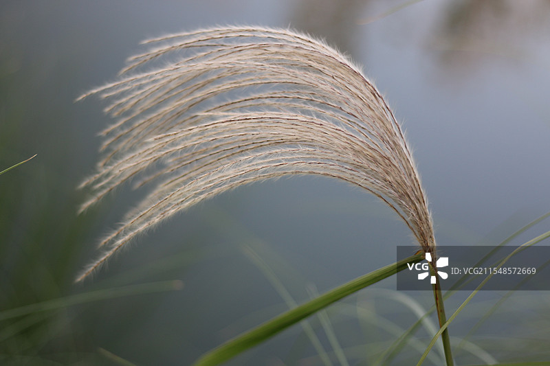 芦苇图片素材