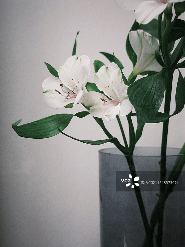 六出花图片素材