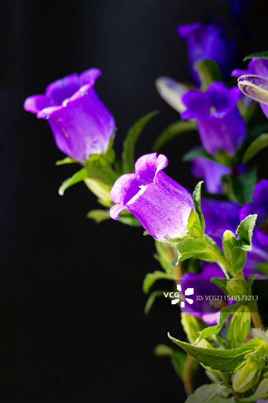 风铃草图片素材