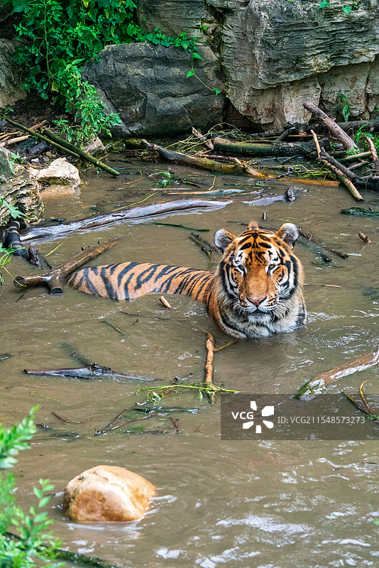 捕捉精彩：橙黄色毛发的东北虎在丛林水域的一刻图片素材