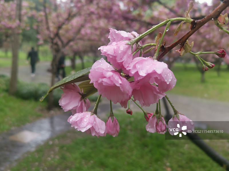 粉樱翩翩春雨中图片素材