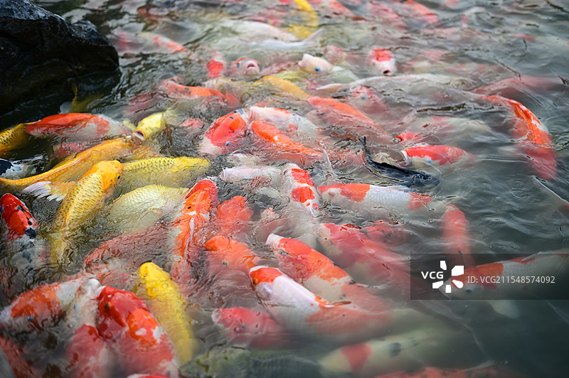 玄武湖的锦鲤图片素材