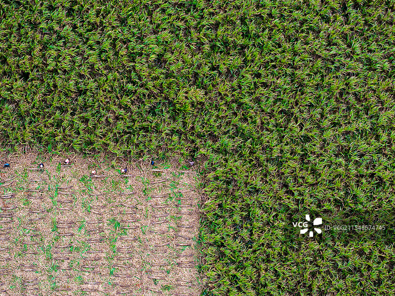 广东湛江徐闻甘蔗田图片素材