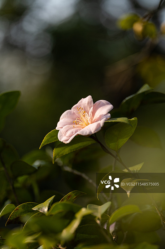 粉红色山茶花图片素材