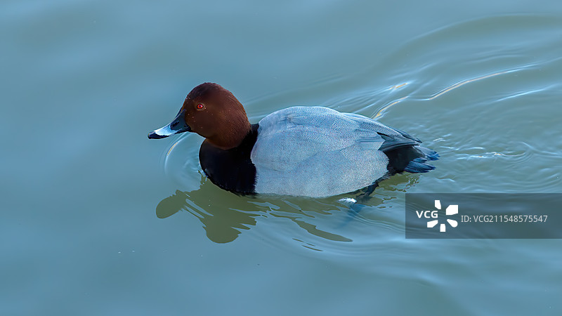 红头潜鸭图片素材
