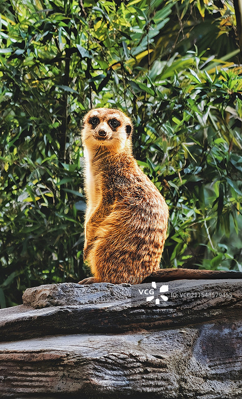 昆明生态园、放哨的猫鼬图片素材