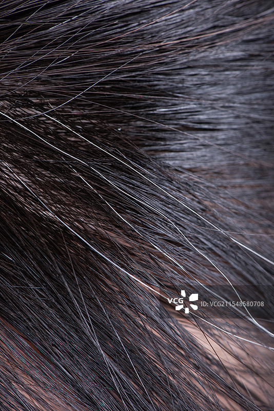 黑发里长出的几根白头发图片素材